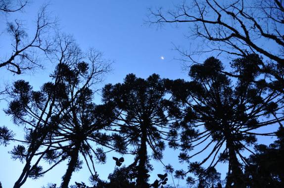 Araucárias no céu noturno de Gramado - RS
